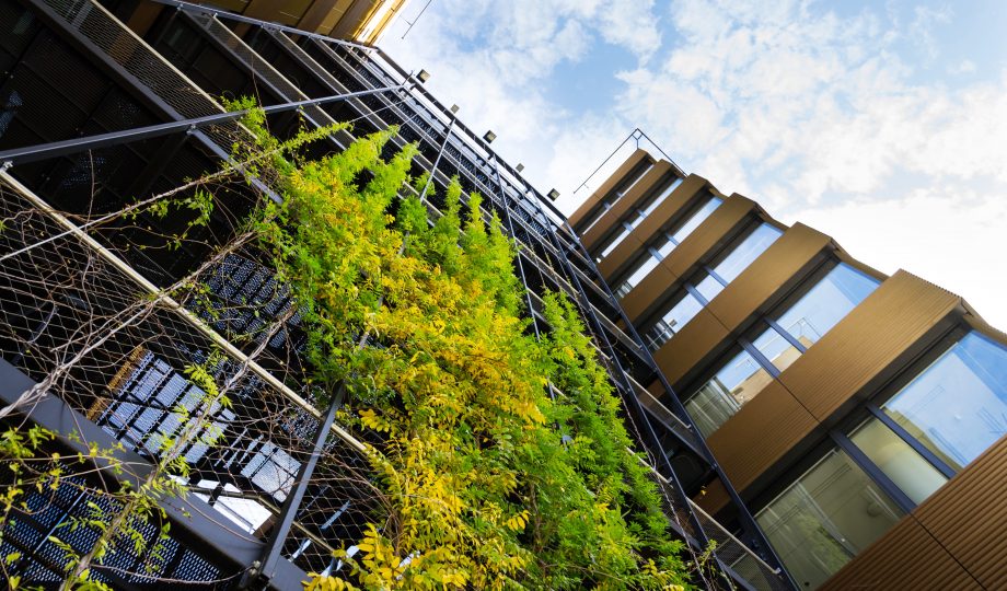Outdoor green living wall, vertical garden on modern office building Sprawling plants on outdoor green living wall, vertical garden on modern office building façade on sunny day, low angle view, copy space