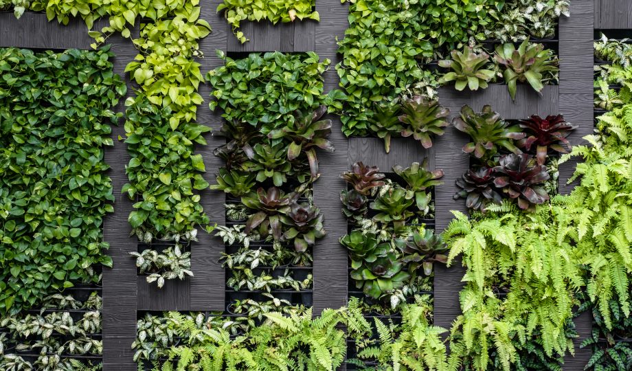 Green wall, eco friendly vertical garden Green wall, eco friendly vertical garden to reflect biodiversity