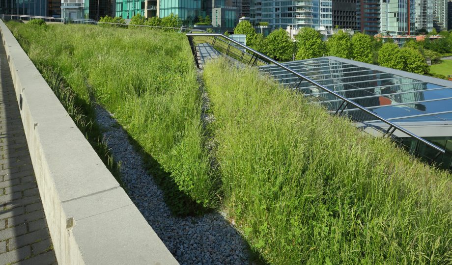 Grass Growing on a Green Roof Grass Growing on a Green Roof