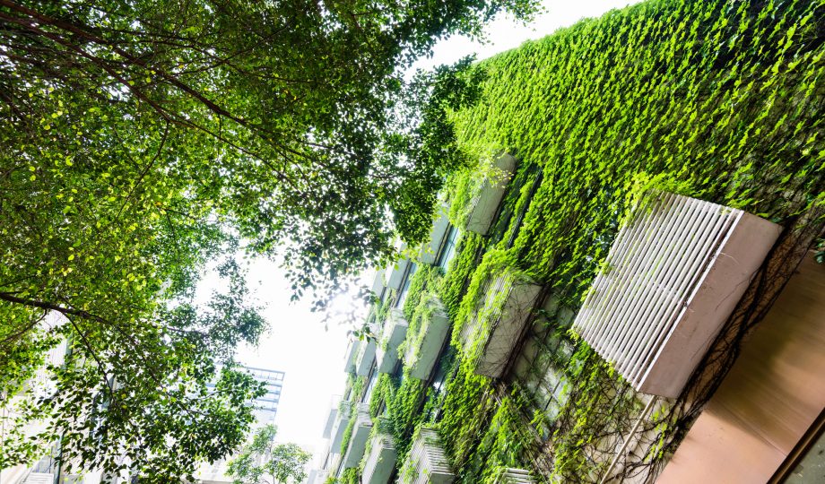 Green plants are growing on building walls Green plants are growing on building walls